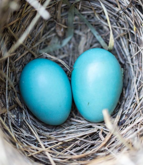 Twin Essentials: What You Really Need to Know if You're Expecting Twins!
